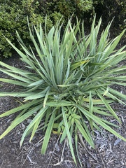 Yucca filamentosa