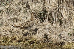 Gallinago hardwickii