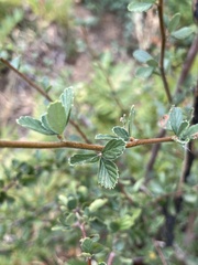 Cercocarpus betuloides