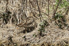 Gallinago hardwickii