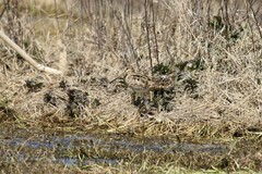 Gallinago hardwickii