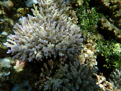 Acropora valida