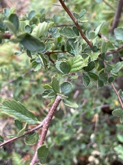 Cercocarpus betuloides