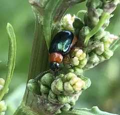 Gastrophysa polygoni