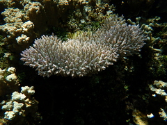 Acropora valida