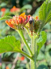 Zelus laticornis