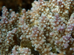 Acropora valida