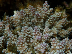 Acropora valida