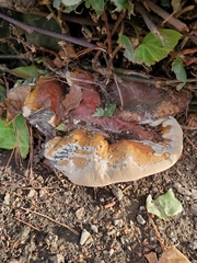 Ganoderma