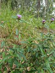 Centratherum riparium