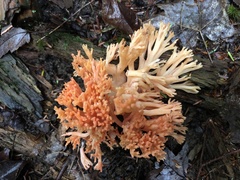 Ramaria