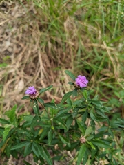 Centratherum riparium