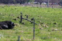 Threskiornis spinicollis