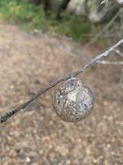 Amphibolips quercuspomiformis