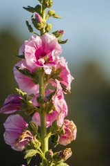 Alcea rosea