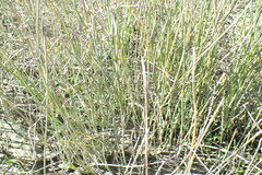 Juncus balticus