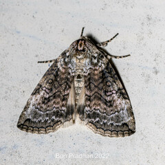 Noctuoidea