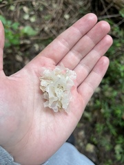 Tremella