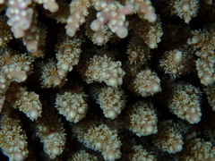 Acropora valida