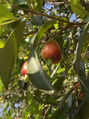 Eugenia brasiliensis