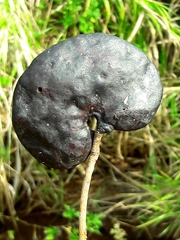 Enterolobium