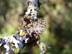 Lobarina scrobiculata