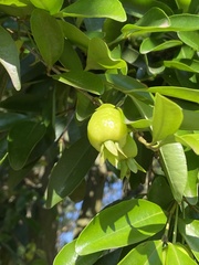 Eugenia brasiliensis