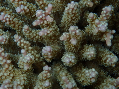 Acropora valida