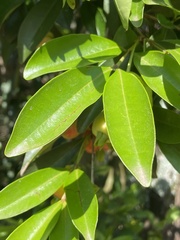 Eugenia brasiliensis