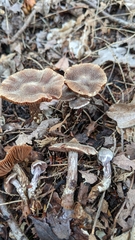 Cortinarius flexipes
