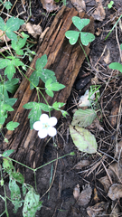 Geranium richardsonii
