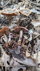 Cortinarius flexipes