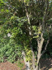 Eugenia brasiliensis