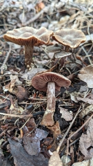 Cortinarius flexipes