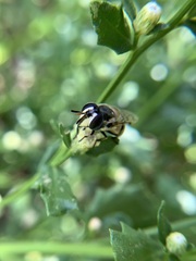 Copestylum marginatum