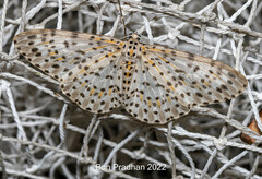 Percnia