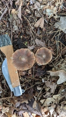 Cortinarius flexipes