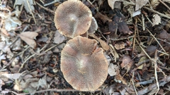 Cortinarius flexipes