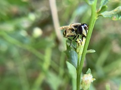 Copestylum marginatum