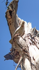 Cacatua tenuirostris