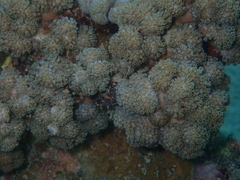 Asterospicularia randalli