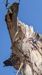 Cacatua tenuirostris