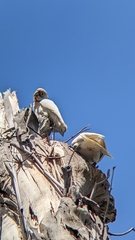 Cacatua tenuirostris