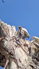 Cacatua tenuirostris