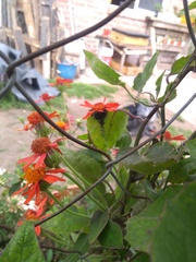 Pseudogynoxys benthamii