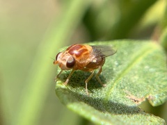 Thaumatomyia