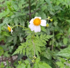 Bidens odorata