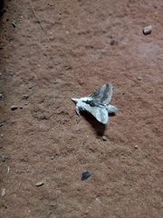Tolype velleda