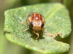 Thaumatomyia