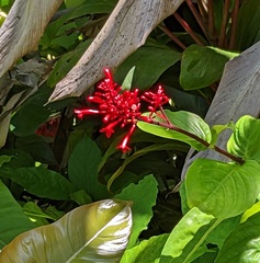 Odontonema cuspidatum